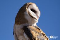 Barn Owl