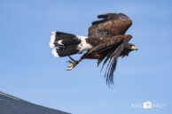 Harris Hawk