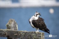 Osprey photo taken in Half Moon Bay